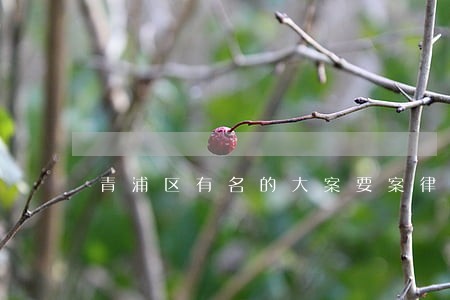 青浦区有名的大案要案律师 青浦区有名的大案要案律师