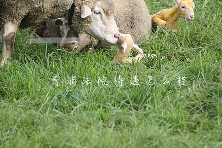 青浦法院待遇怎么样 青浦法院待遇怎么样