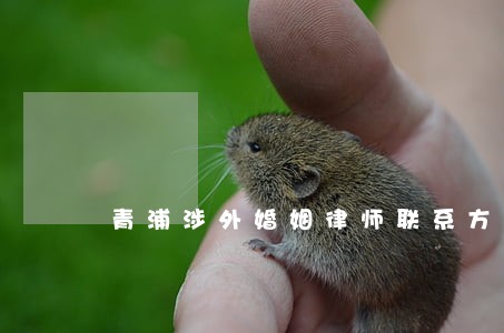 青浦涉外婚姻律师联系方式 青浦涉外婚姻律师联系方式