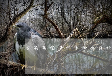 青浦离婚律师事务所地址 青浦离婚律师事务所地址