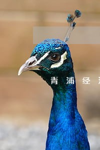 青浦经济合同纠纷律师 青浦经济合同纠纷律师