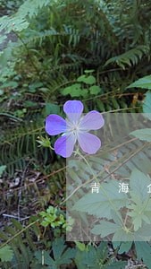 青海企业负债逾期怎么办 青海企业负债逾期怎么办