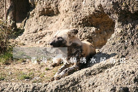 青海平兴锦绣水居诉讼 青海平兴锦绣水居诉讼