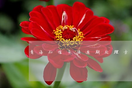 青海征信负债逾期处理方法 青海征信负债逾期处理方法