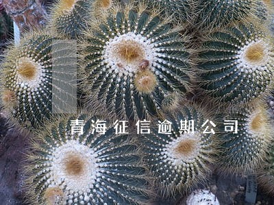 青海征信逾期公司 青海征信逾期公司