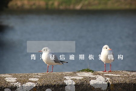 青海征信逾期恢复机构 青海征信逾期恢复机构