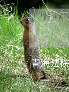 青海法院招聘公告