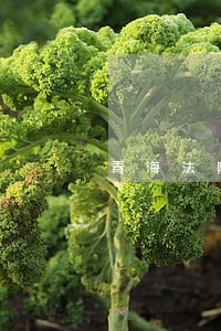 青海法院曹海成 青海法院曹海成