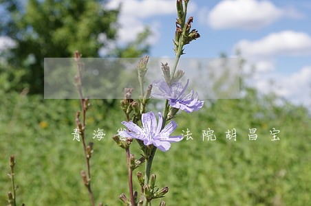 青海省城西法院胡昌宝 青海省城西法院胡昌宝