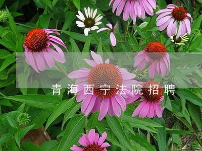 青海西宁法院招聘 青海西宁法院招聘