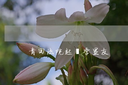 青田法院起訴季显友