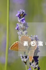 青田离婚在哪里办理电话 青田离婚在哪里办理电话