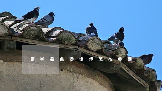 青神县合同律师怎么收费 青神县合同律师怎么收费