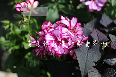 青秀债务律师免费咨询 青秀债务律师免费咨询