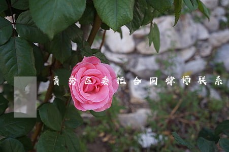 青秀区委托合同律师联系方式 青秀区委托合同律师联系方式