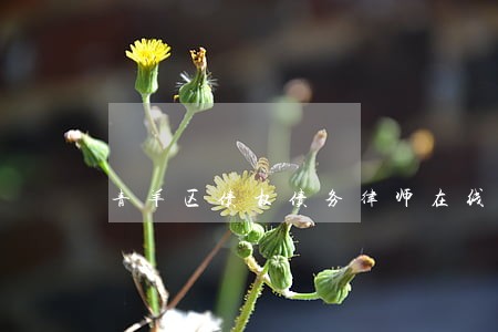 青羊区债权债务律师在线咨询 青羊区债权债务律师在线咨询
