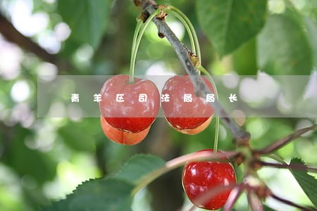 青羊区司法局局长 青羊区司法局局长