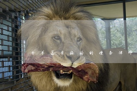 青羊区有经验的债务律师 青羊区有经验的债务律师