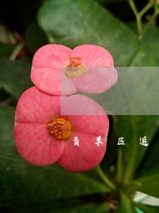 青羊区追回债务律师费用 青羊区追回债务律师费用