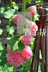 青羊找离婚债务律师费用 青羊找离婚债务律师费用