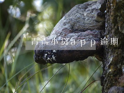 青青小贷app逾期 青青小贷app逾期