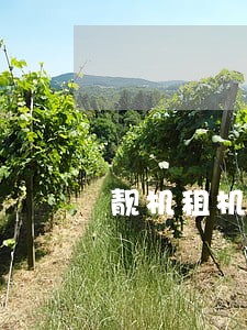 靓机租机显示无效的逾期参数 靓机租机显示无效的逾期参数