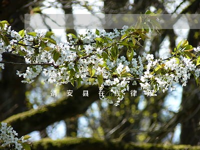 靖安县在线律师 靖安县在线律师