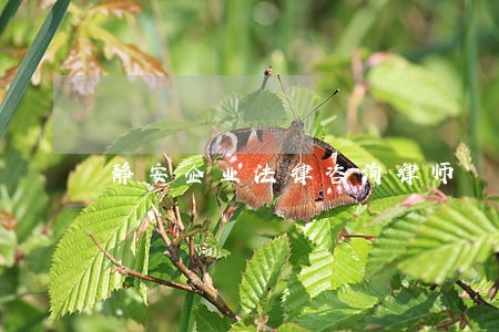 静安企业法律咨询律师 静安企业法律咨询律师