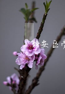 静安区劳工合同律师免费咨询 静安区劳工合同律师免费咨询