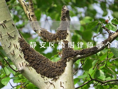 静安区婚姻律师哪个好