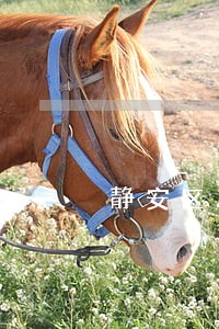 静安区居间买卖合同律师在线 静安区居间买卖合同律师在线