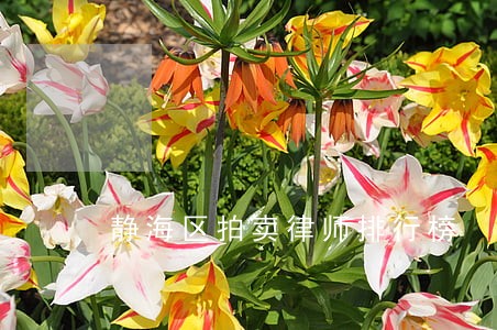 静海区拍卖律师排行榜 静海区拍卖律师排行榜