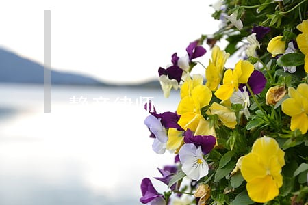 静音律师 静音律师