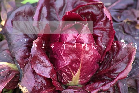 非24个月内信用卡逾期