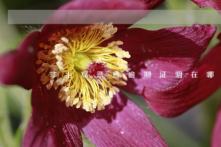 非主观恶意逾期证明在哪开 非主观恶意逾期证明在哪开