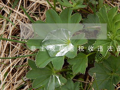 非主观故意税收违法是否处罚
