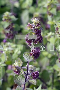非全日制法学本科可以参加司法考试么 非全日制法学本科可以参加司法考试么