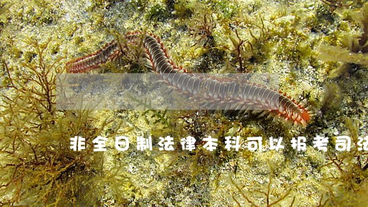 非全日制法律本科可以报考司法考试么 非全日制法律本科可以报考司法考试么