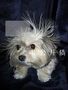 非公开债券法律意见书