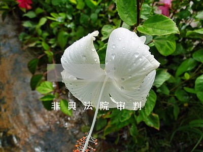非典法院审判 非典法院审判