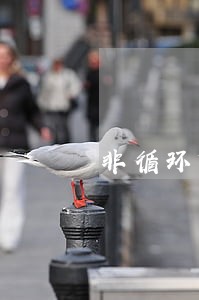 非循环贷款账户逾期 非循环贷款账户逾期