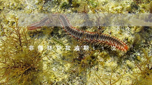 非循环贷款逾期11次 非循环贷款逾期11次