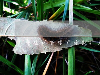 非循环贷账户逾期4月 非循环贷账户逾期4月