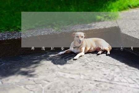 非循环贷账户逾期9个月以上 非循环贷账户逾期9个月以上