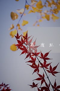 非循环贷账户逾期可以删吗 非循环贷账户逾期可以删吗