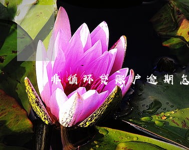 非循环贷账户逾期怎么消除 非循环贷账户逾期怎么消除
