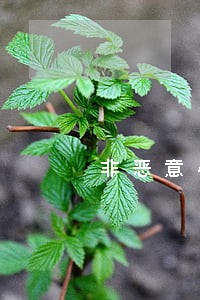 非恶意小额短期逾期指的是 非恶意小额短期逾期指的是