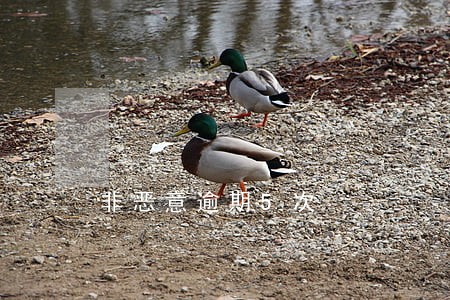 非恶意逾期5次 非恶意逾期5次