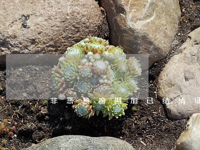 非恶意逾期加已结清证明 非恶意逾期加已结清证明
