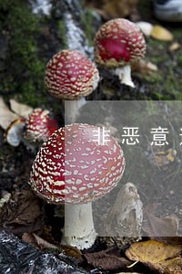 非恶意逾期去哪里申请 非恶意逾期去哪里申请